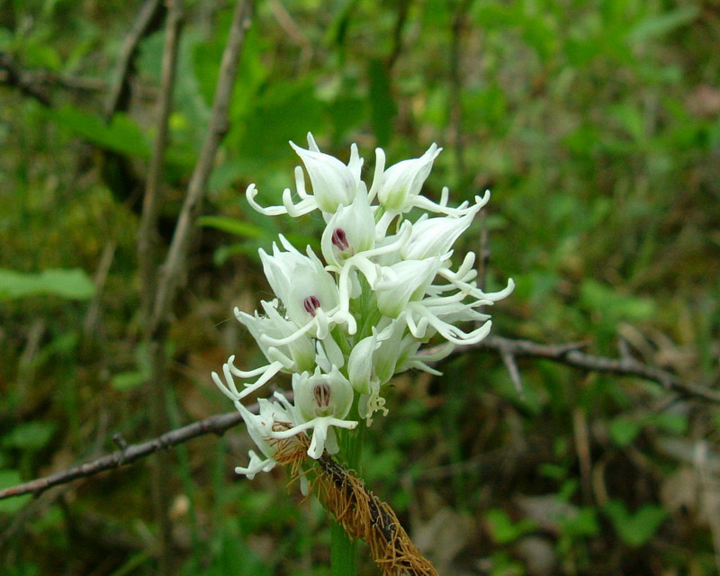 Orchis simia